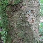 Lecythis confertiflora Corteza