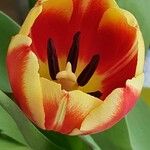 Tulipa gesneriana Flower