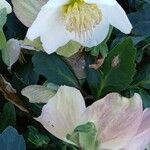 Helleborus niger Alkat (teljes növény)