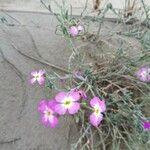 Marcus-kochia littorea Flower