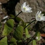 Jeffersonia diphylla Habitus