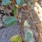 Elaeagnus × submacrophylla Folio