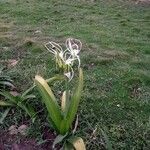 Hymenocallis fragrans Habitus