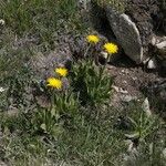 Hypochaeris uniflora Habit