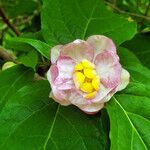 Calycanthus chinensis Flower