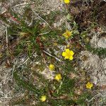 Potentilla millefolia Συνήθη χαρακτηριστικά