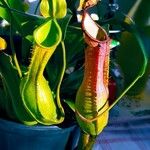 Nepenthes spp. 叶