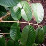 Ormosia amazonica Leaf