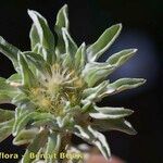 Filago carpetana Flower