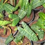 Philodendron billietiae Yaprak