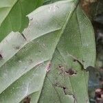 Strombosia grandifolia Foglia