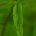 Solidago ptarmicoides Hoja