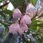 Elaeocarpus reticulatus Virág