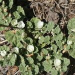Malvella leprosa Habit