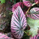 Begonia brevirimosa Leaf