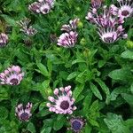 Osteospermum spp. Costuma