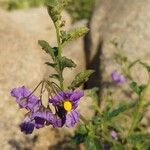 Solanum umbelliferum Λουλούδι