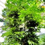 Plectrocarpa arborea Staniste