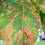 Quercus dentata Leaf