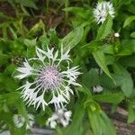 Cyanus lugdunensis Blomst