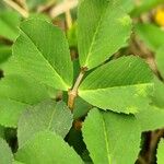 Medicago polymorpha Leaf