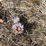 Pulsatilla grandis Flor