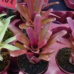 Aechmea caudata Blatt