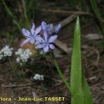 Scilla monophyllos Habit