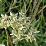 Helichrysum glumaceum Květ
