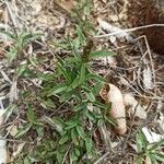 Amaranthus muricatus Ліст
