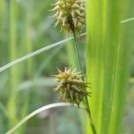 Carex flava Kvet