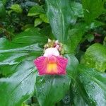 Costus phyllocephalusCvijet