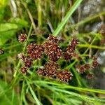 Juncus microcephalus Virág