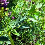 Medicago sativa Blatt