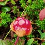 Rubus chamaemorus Fruit