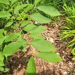 Acer carpinifolium Likasa