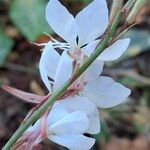 Oenothera lindheimeri പുഷ്പം