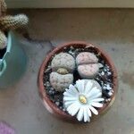 Lithops karasmontana Leaf