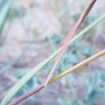 Bromus tectorum Лист