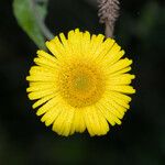 Helenium pinnatifidum Flower