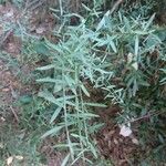 Osyris alba Leaf