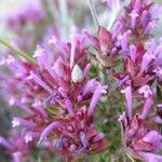 Thymus longiflorus Flower