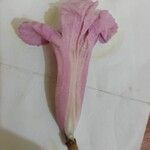 Handroanthus impetiginosus Flor