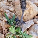 Blepharis linariifolia Frutto