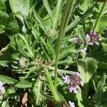 Scabiosa lucida পাতা