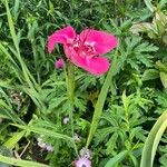 Tigridia pavonia Flower