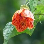 Abutilon striatum Flor