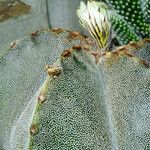 Astrophytum myriostigma Folha