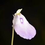 Utricularia pubescens Цвят