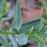 Linum strictum Leaf